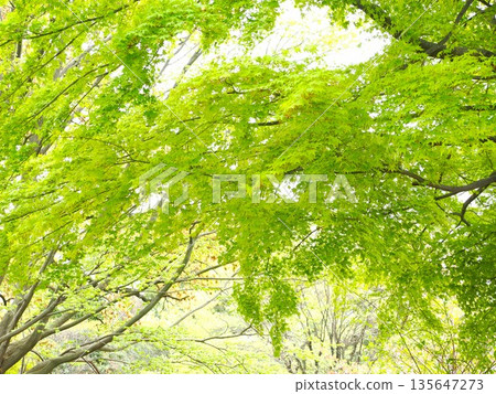 春天，清新的綠色植物圖片素材 135647273