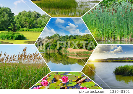 Collage of various river landscapes and aquatic plants in summer. Collage of various river landscapes and aquatic plants in summer. 135648501