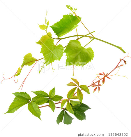 Green grape vine and wild creeper branches isolated on white background. 135648502