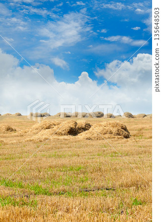 Rural agricultural landscape with piles of dry hay. Rural agricultural landscape with piles of dry hay. 135648503
