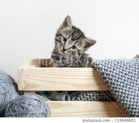 Cute kitten in wooden box Cute kitten in wooden box 135648601