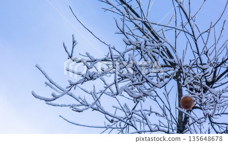 Ripe red apple on a tree in the snow 135648678