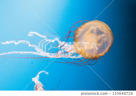 underwater photography jellyfish Chrysaora fuscescens, Pacific sea nettle, West Coast sea nettle underwater photography jellyfish Chrysaora fuscescens, Pacific sea nettle, West Coast sea nettle 135648728