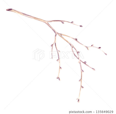 A single brown tree branch is hand-drawn. Watercolor illustration of a botanical element on an isolated background. A clipart in natural colors of a bare branch without leaves for decorating autumn 135649029
