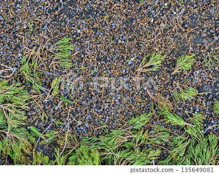 Texture of juniper berries and green foliage on dark soil. Forest floor background with scattered seeds and needles Texture of juniper berries and green foliage on dark soil. Forest floor background with scattered seeds and needles 135649081