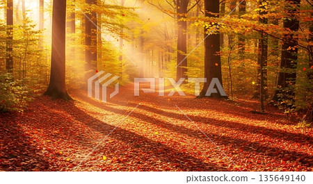 fog in the autumn forest fog in the autumn forest 135649140