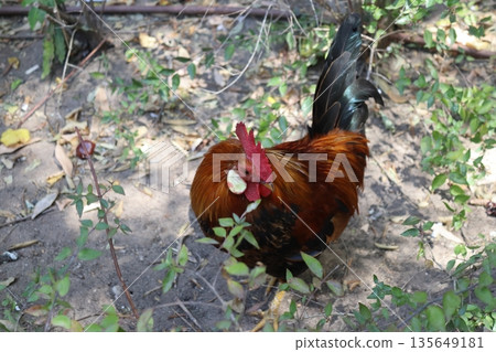 Colorful rooster standing on green grass in a park in Portugal 135649181