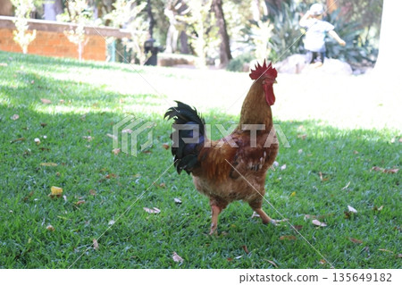Colorful rooster standing on green grass in a park in Portugal Colorful rooster standing on green grass in a park in Portugal 135649182