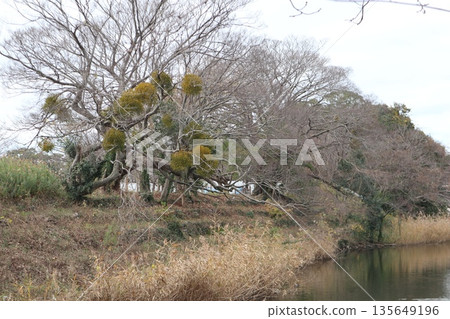 2024, Fukuoka, Fukuoka City, Landscape, Chuo Ward, Maizuru Park, Part 45 135649196