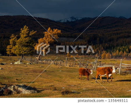 Autumn cattle graze in a tranquil Altai valley with golden trees and distant snow capped mountains 135649311