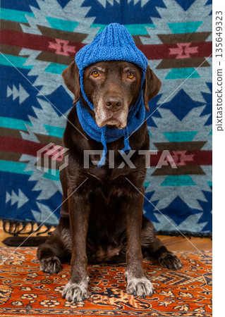 Labrador Retriever Dog in blue hat and scarf sits on floor with sad face against colored background. 135649323