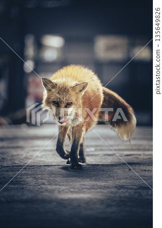 A fox approaching me A fox approaching me 135649826