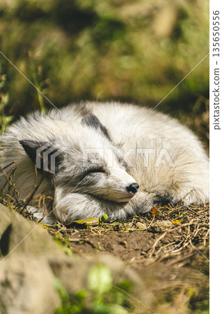 沉睡的白金狐狸 沉睡的白金狐狸 135650556