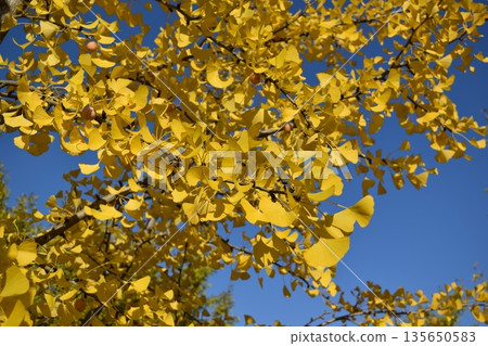 銀杏 銀杏 135650583