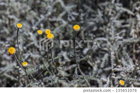 Yellow flowers and silvery stems of the Santolina chamaecyparissus, an evergreen perennial subshrub known for its fragrant, silvery-gray foliage and vibrant, button-shaped yellow flowers. Yellow flowers and silvery stems of the Santolina chamaecyparissus, an evergreen perennial subshrub known for its fragrant, silvery-gray foliage and vibrant, button-shaped yellow flowers. 135651078