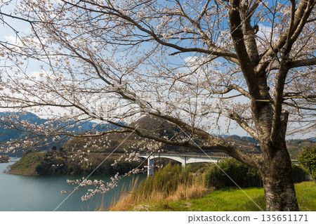 水壩邊的櫻花（大分縣大分市野津原市） 135651171