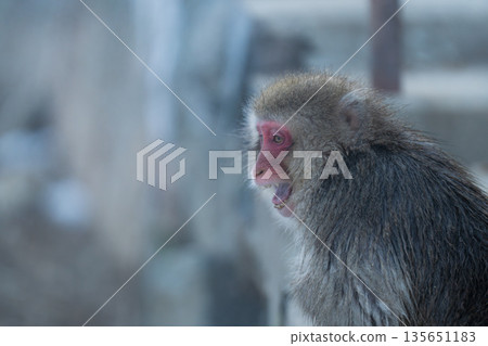 冬日午後，地獄谷猴園的猴子們在溫泉裡沐浴。 135651183