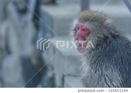 冬日午後，地獄谷猴園的猴子們在溫泉裡沐浴。 135651184