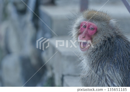 冬日午後，地獄谷猴園的猴子們在溫泉裡沐浴。 135651185
