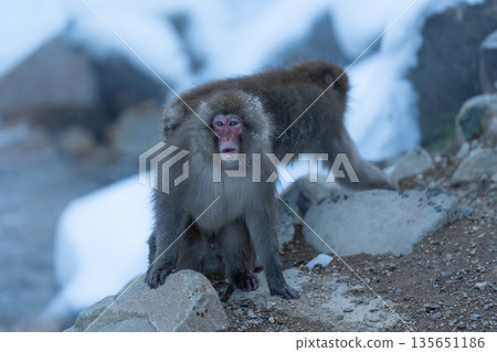 冬日午後，地獄谷猴園的猴子們在溫泉裡沐浴。 135651186