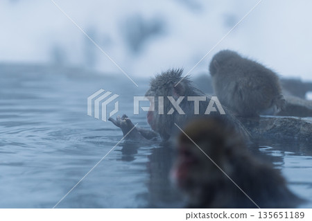 冬日午後，地獄谷猴園的猴子們在溫泉裡沐浴。 135651189