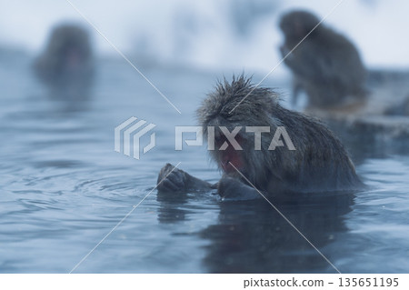 冬日午後，地獄谷猴園的猴子們在溫泉裡沐浴。 135651195