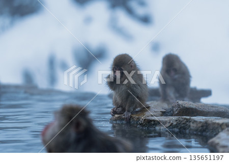 冬日午後，地獄谷猴園的猴子們在溫泉裡沐浴。 135651197