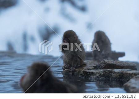 冬日午後，地獄谷猴園的猴子們在溫泉裡沐浴。 135651198