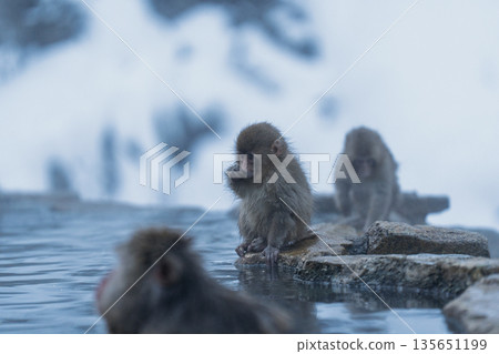 冬日午後,地獄谷猴園的猴子們在溫泉裡沐浴。 冬日午後,地獄谷猴園的猴子們在溫泉裡沐浴。 135651199