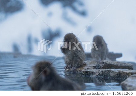 Monkeys bathing in the hot springs at Jigokudani Monkey Park in midwinter Monkeys bathing in the hot springs at Jigokudani Monkey Park in midwinter 135651200