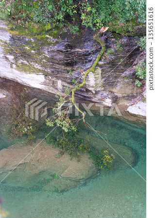 Broken tree submerged in the river Broken tree submerged in the river 135651616