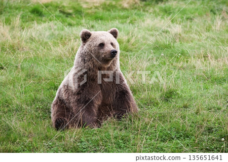 Brown bear in the nature Brown bear in the nature 135651641