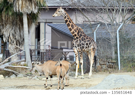 網紋長頸鹿 135651648