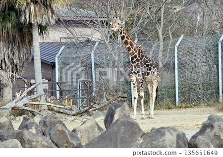 網紋長頸鹿 135651649