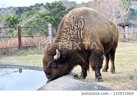 美洲野牛飲用水 135651669
