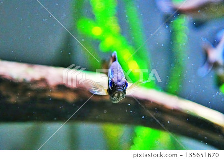 婚禮親吻寬鰭 135651670