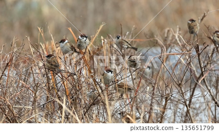 Sparrows gathered in a withered bush Sparrows gathered in a withered bush 135651799