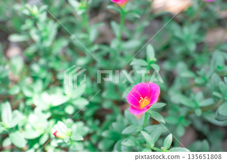 Portulaca 135651808