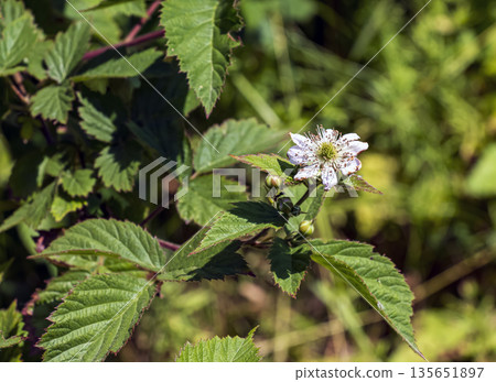 White blackberry or Rubus fruticosus blooms with delicate petals and bright green leaves basking in the sun 135651897