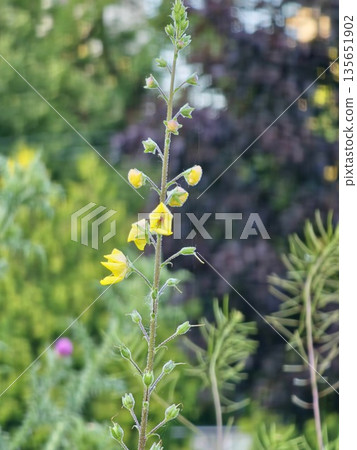 Verbascum sinuatum, a branched stem covered in stellate hairs and yellow flowers with red hairy stamens. Silky-leaved, mullein-like herbaceous flowering plant from the figwort family Scrophulariaceae. Verbascum sinuatum, a branched stem covered in stellate hairs and yellow flowers with red hairy stamens. Silky-leaved, mullein-like herbaceous flowering plant from the figwort family Scrophulariaceae. 135651902