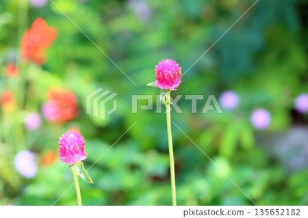 可愛的千日紅花 135652182