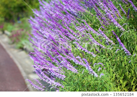 Salvia leucanser flowers 135652184