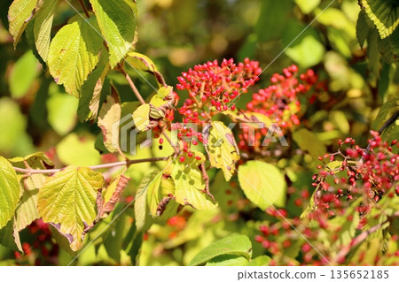 Viburnum 135652185