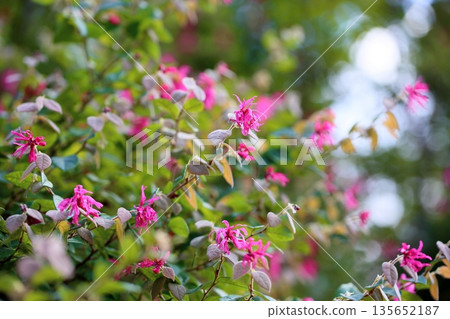 可愛的紅色金縷梅花 可愛的紅色金縷梅花 135652187