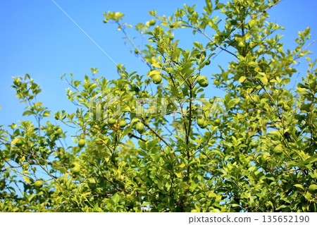 色澤鮮亮的檸檬 135652190