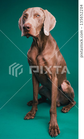Weimaraner dog sitting elegant studio portrait Weimaraner dog sitting elegant studio portrait 135652284