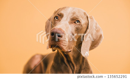 Weimaraner dog looking attentive on orange background Weimaraner dog looking attentive on orange background 135652291