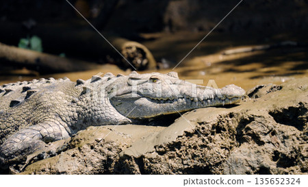 Crocodile resting on muddy riverbank in sierpe mangrove forest 135652324