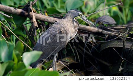 Bare throated tiger heron standing in costa rica wetland 135652334