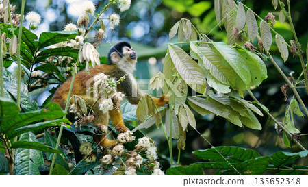 Squirrel monkey climbing branches in sierpe mangrove forest 135652348